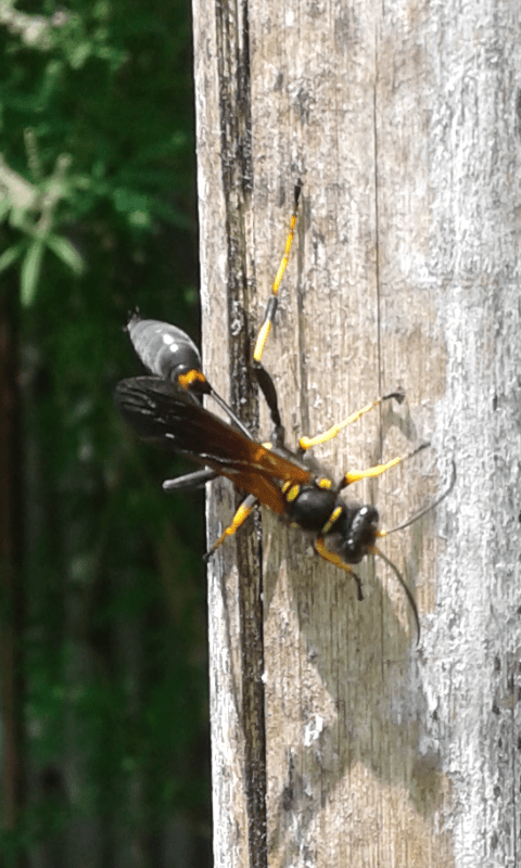 Sceliphron caementarium (Sphecidae)?  S